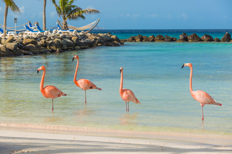 Aruba - Galeria 7
