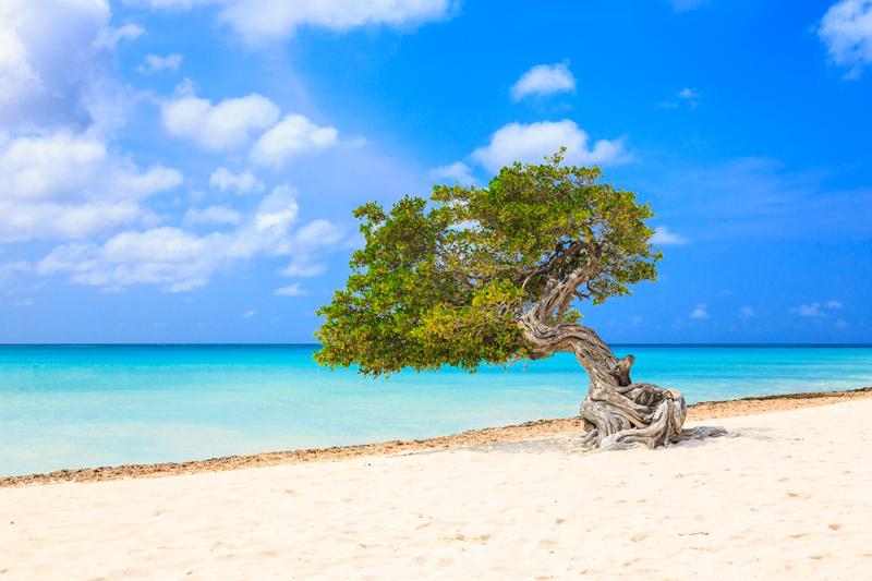 Aruba - Galeria 9